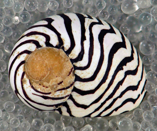  Puperita pupa (Zebra Nerite)